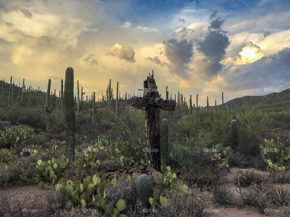 Desert Landscape 