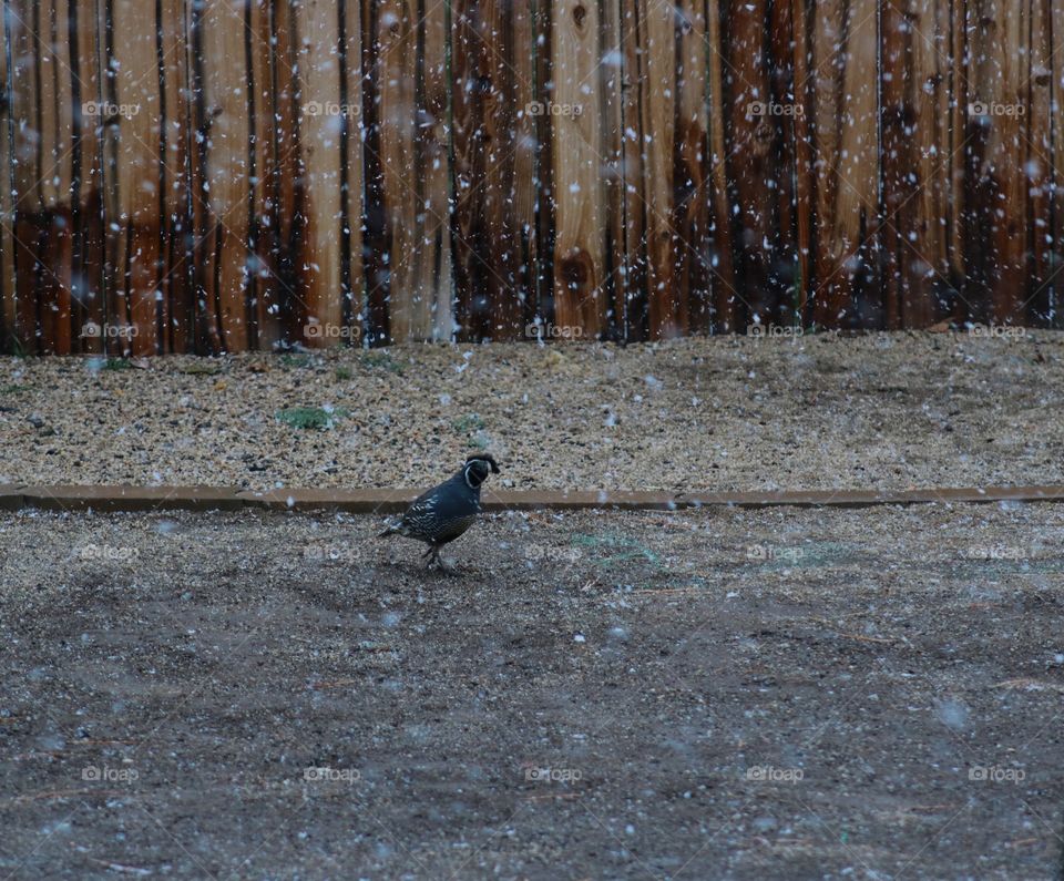 A quail in the snow