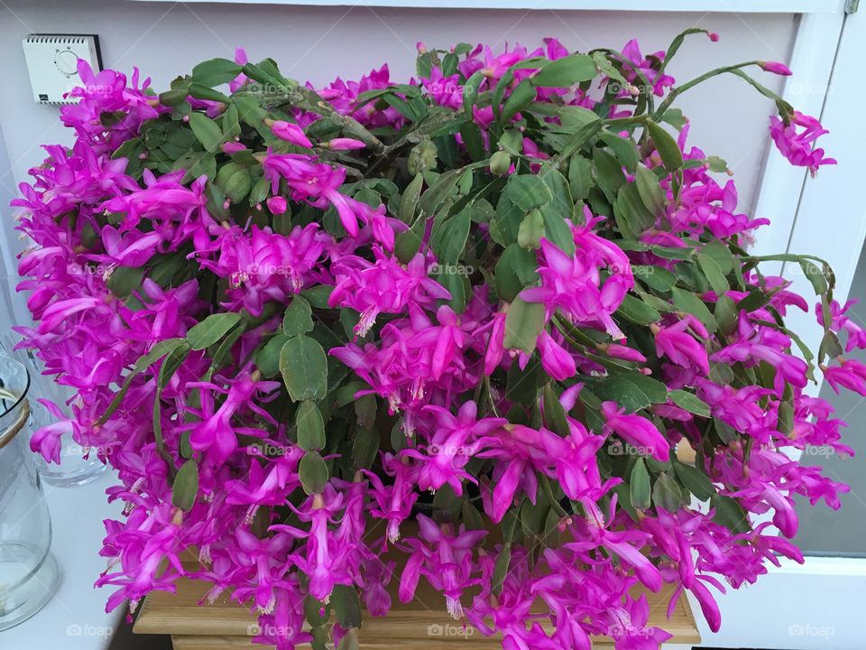 Christmas cactus 