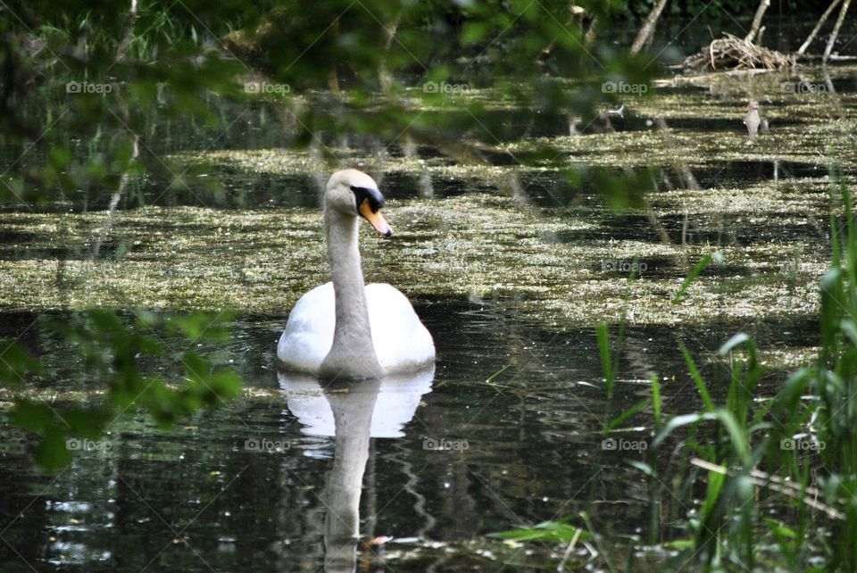 Big swan swimming