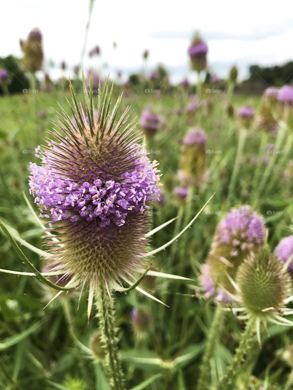 A prickly field of blooming thistles