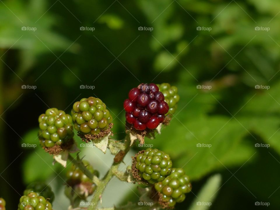 Ripening berry on a summer day