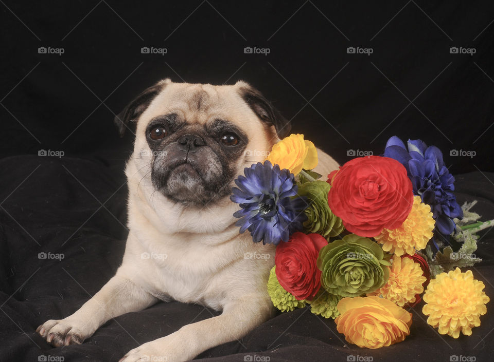 Pug with colorful flowers