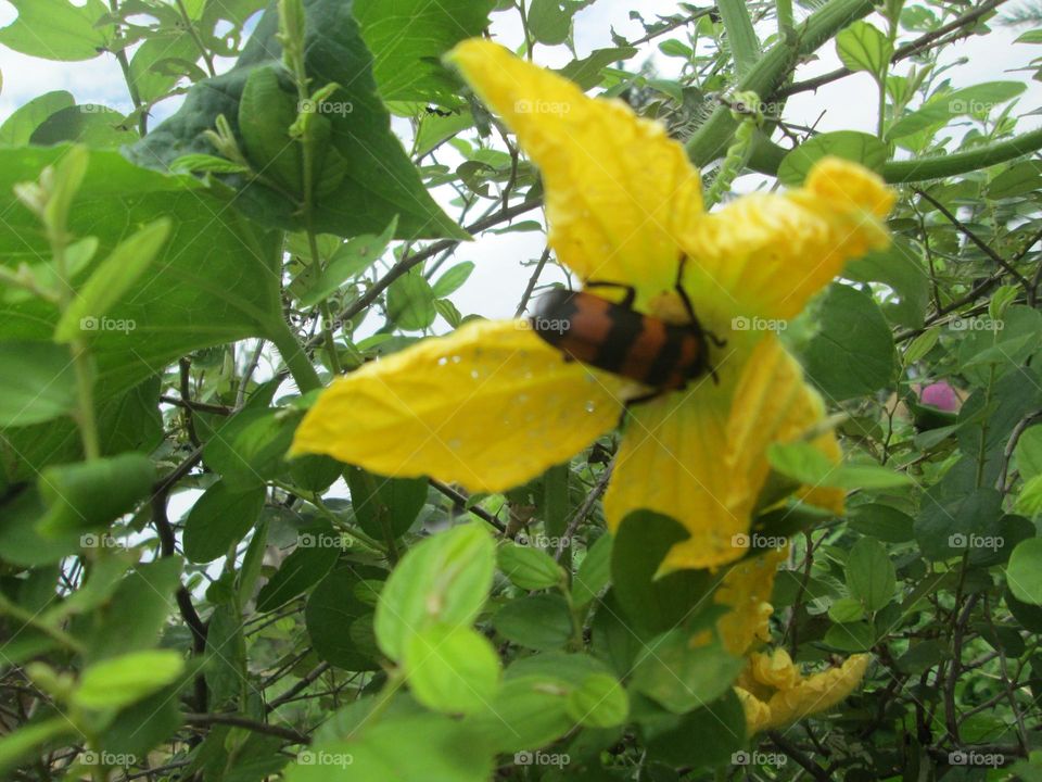 Bee on the flowers