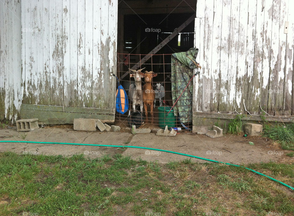 Goats in a Barn, Close Up. Indiana.