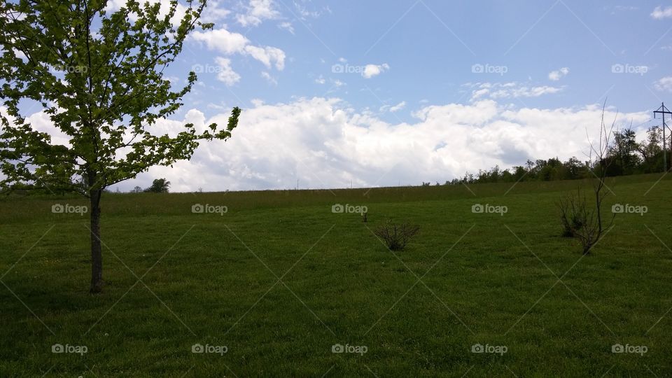 Landscape, Tree, Grass, Nature, Field