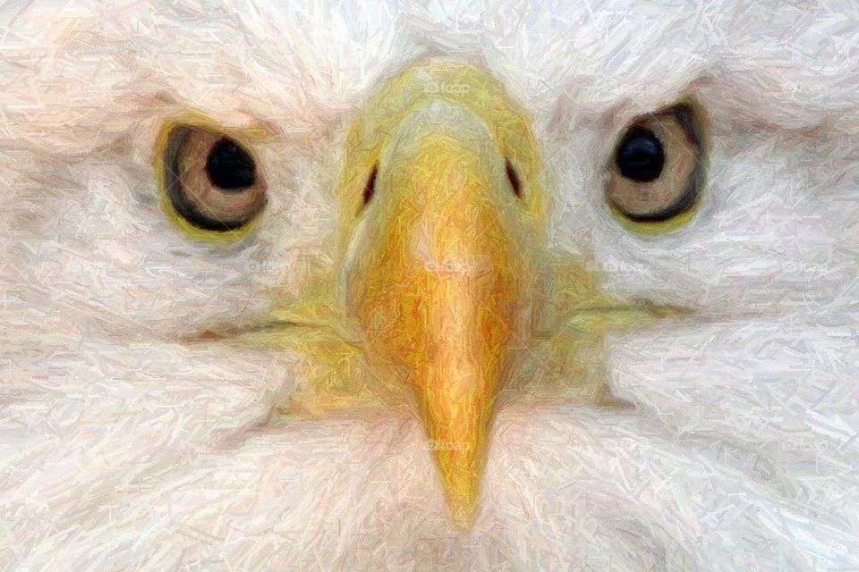 Altered eagle