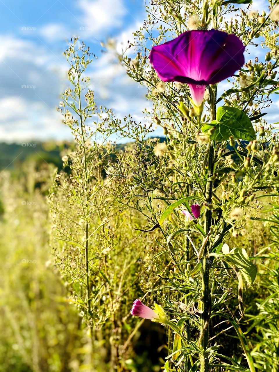 Purple flowers in the middle of the green forest!