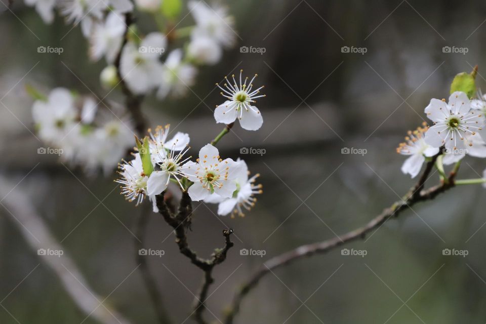 Cherry blossoms 