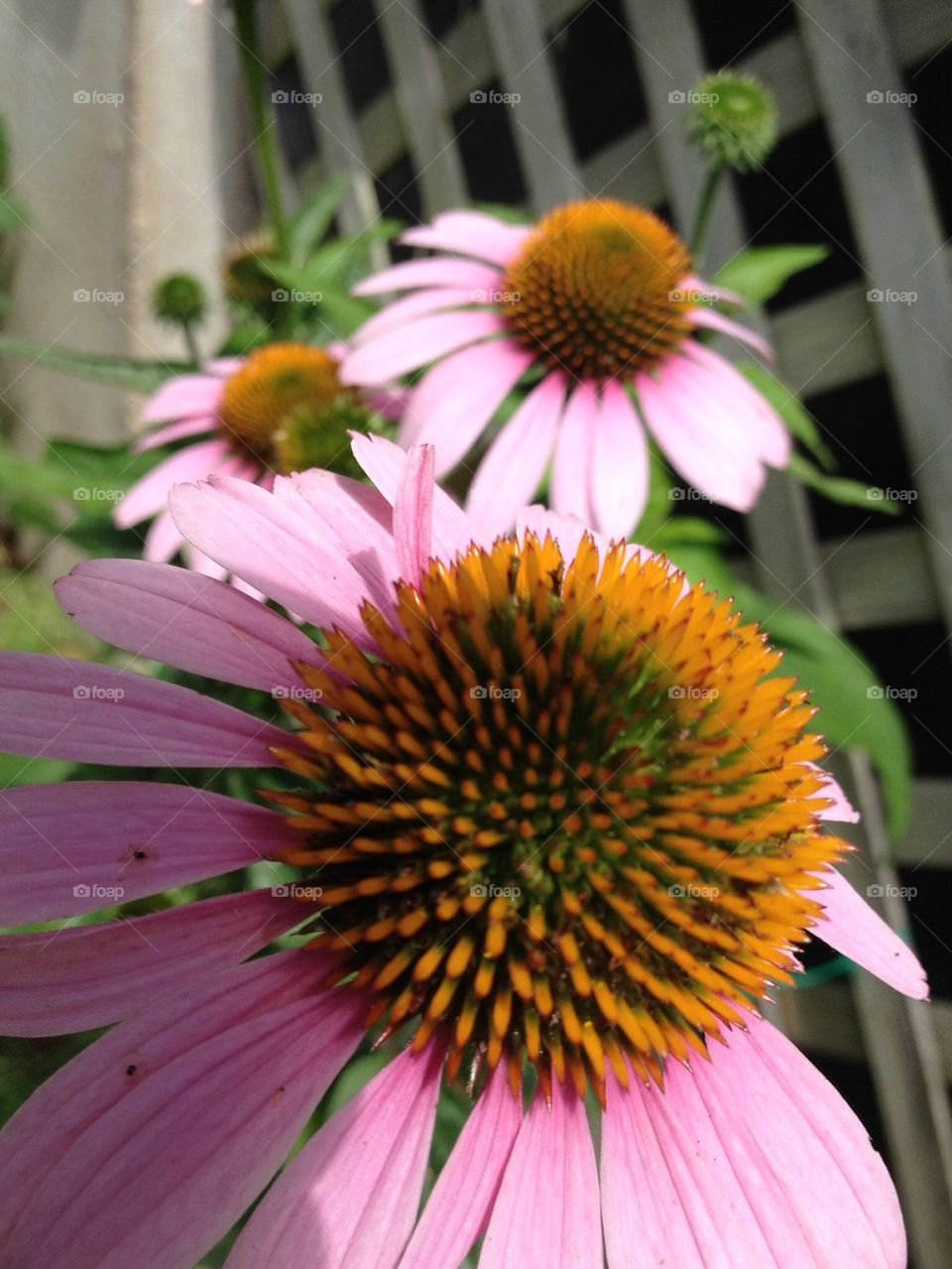 PERENNIAL CONE FLOWER