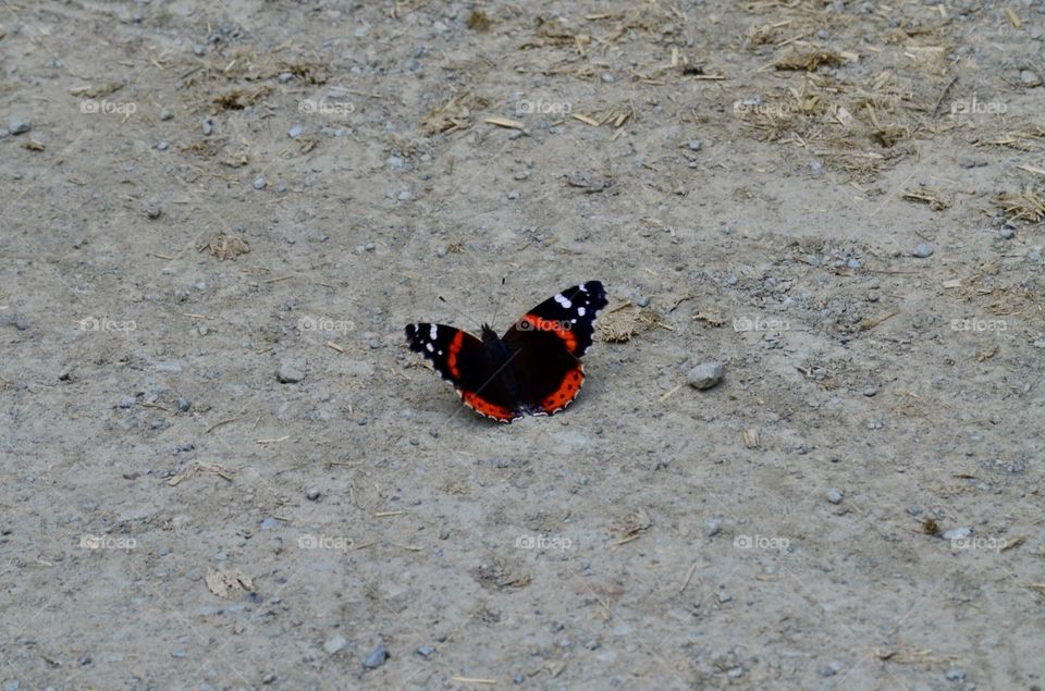 Red admiral butterfly 