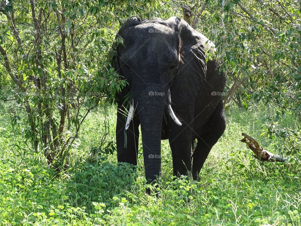 African elephant . On Safari  in Africa