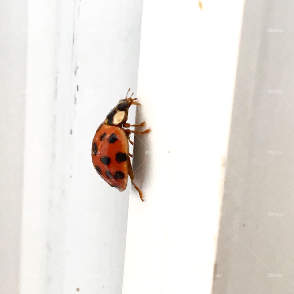 Lady bug