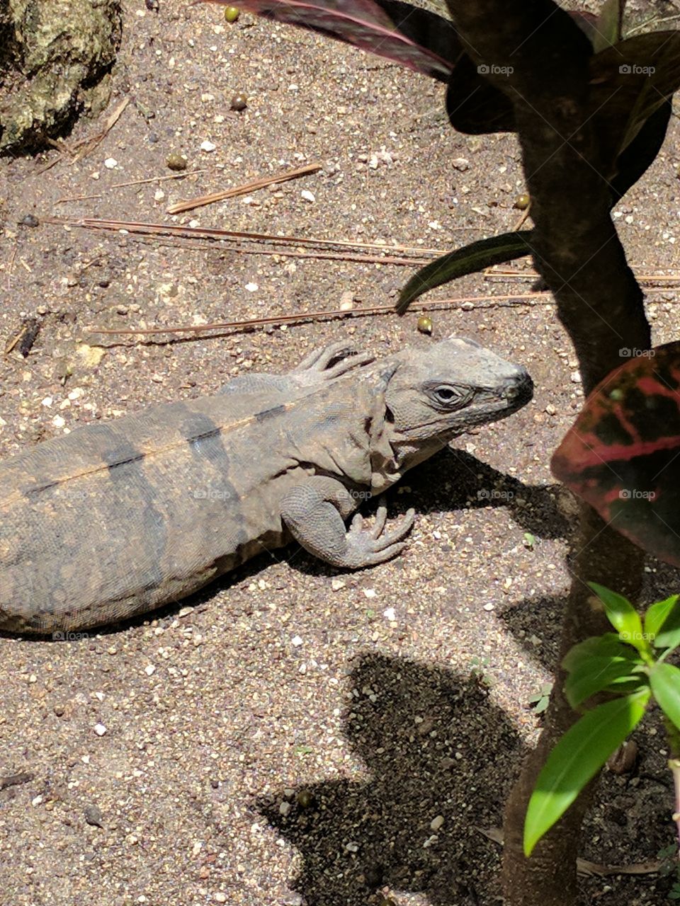 posing iguana