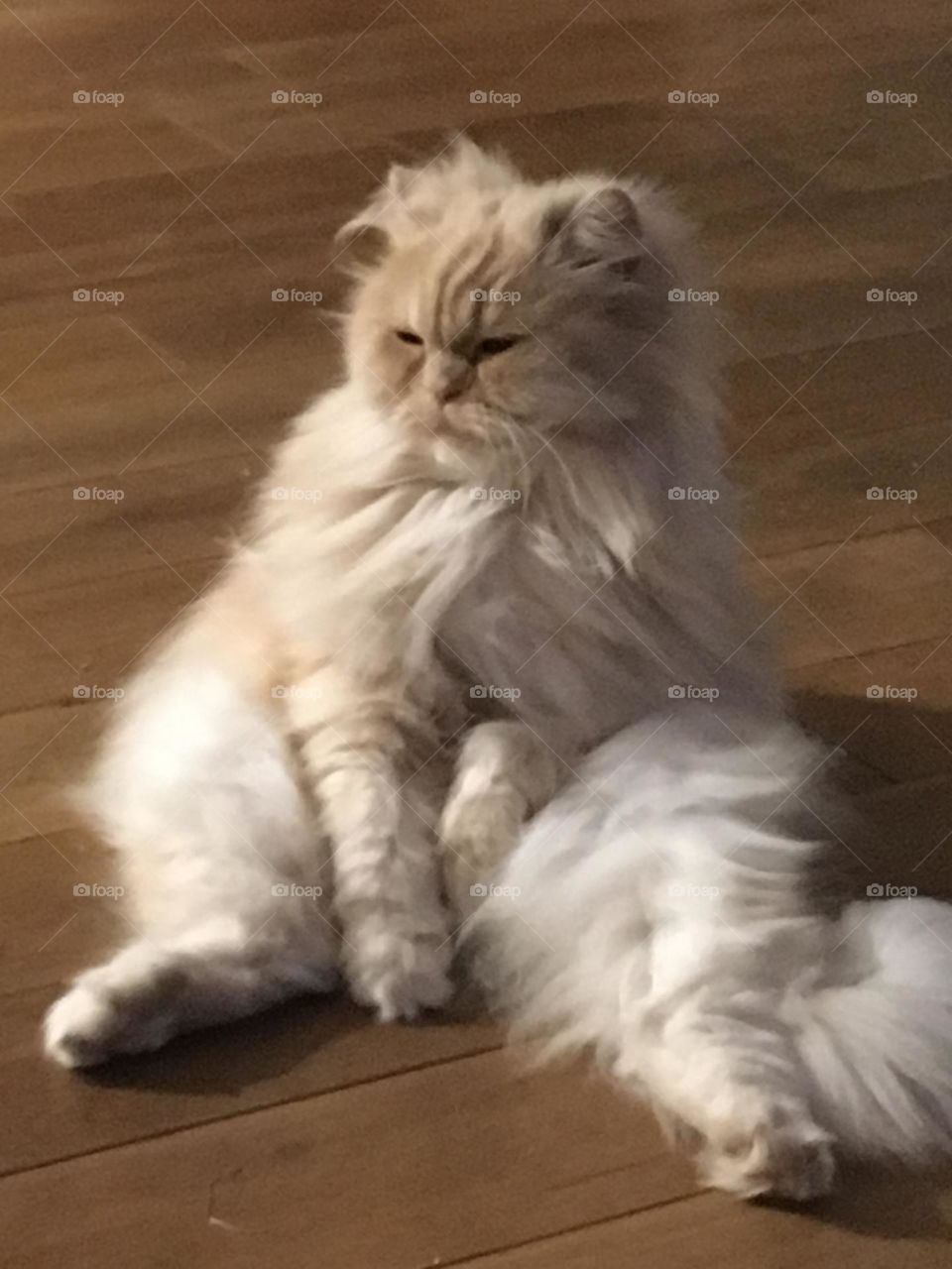 Cremefarbene Angorakatze sitzt auf Dielenboden wie ein Mensch auf ihrem Po, die Beine nach vorne gestreckt, ihre Arme im Schoß, den Blick nach rechts verträumt gerichtet.