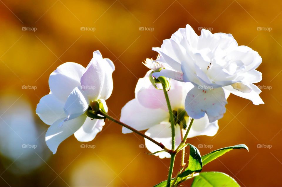 Three white flowers in a community garden on a sunny day .