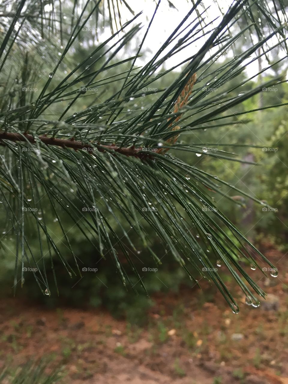 Pine bough in rain. Close up of pine branch wet with rain drops