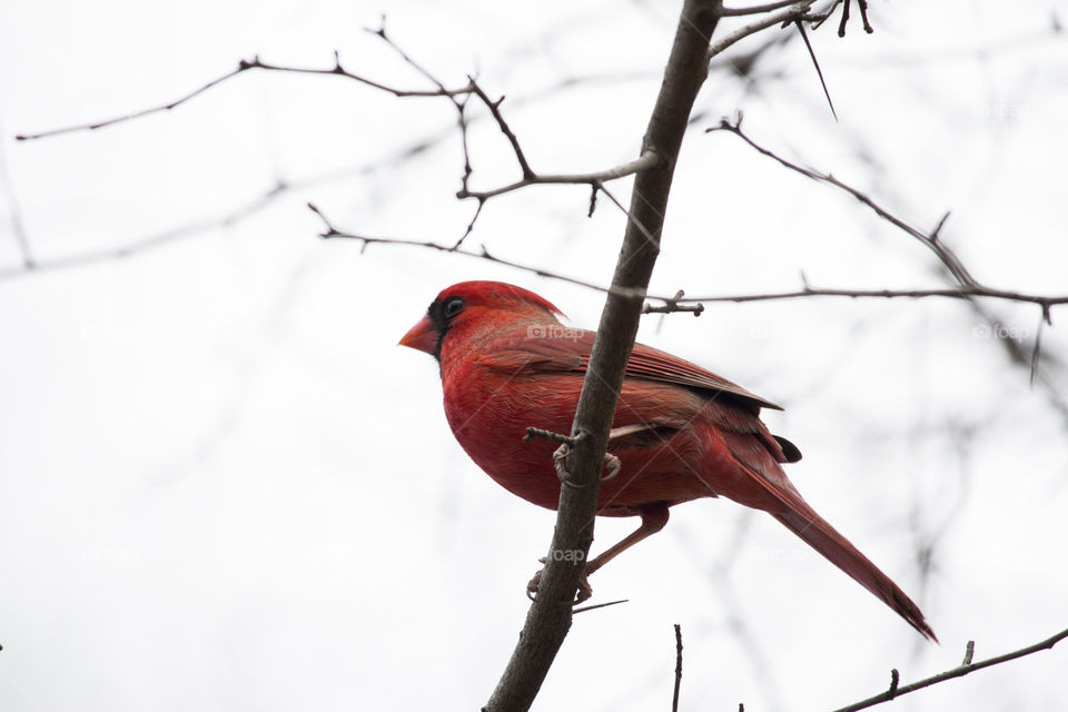 Songbird perching on branch