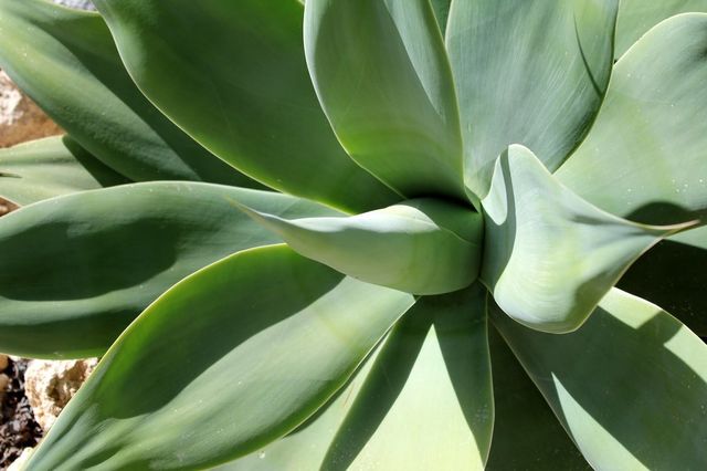 Green cactus 