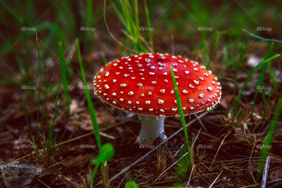 Amanita