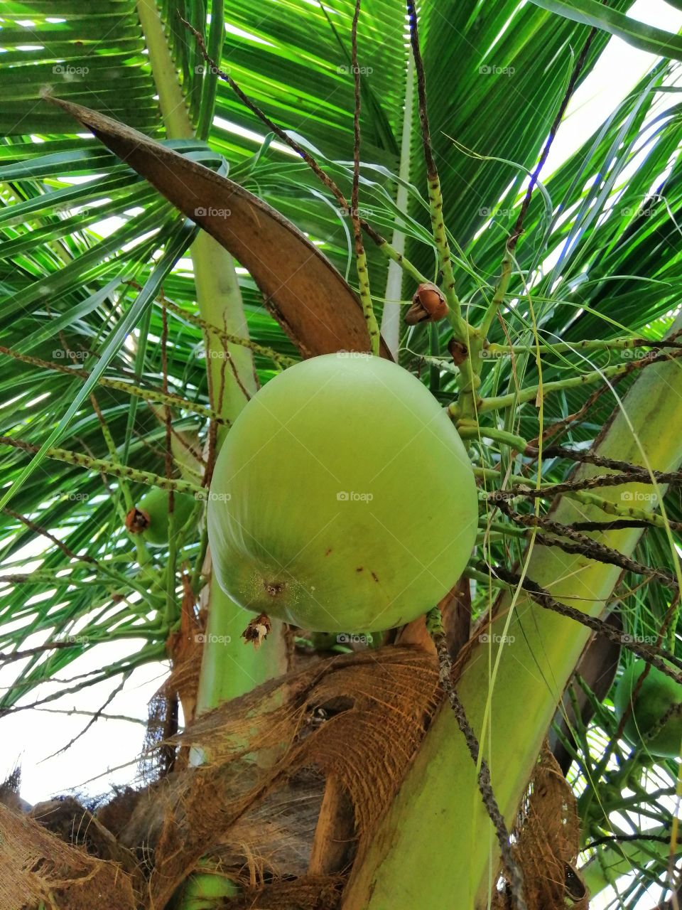 Coconut