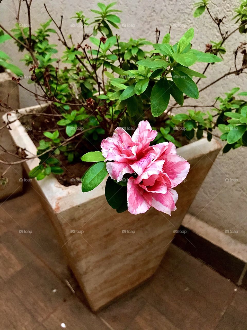 Pink flower in the garden