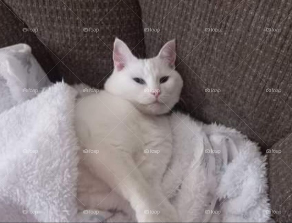 cat 🐈😻🐈‍⬛