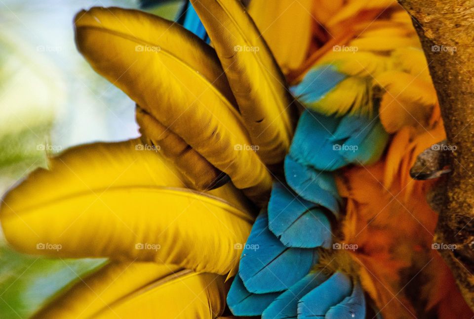 Penas de Arara Canindé, super coloridas, fotografada durante visita ao Pantanal