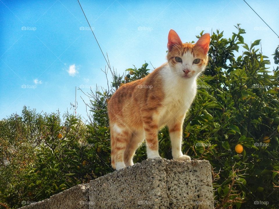 Greek cat