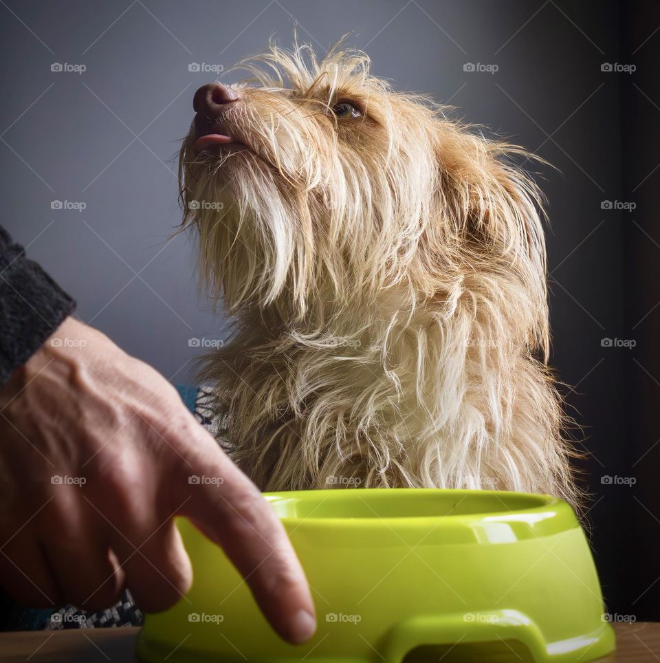 Beige terrier dog looks up at their person as they are fed