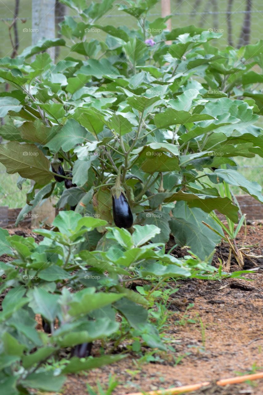 aubergine