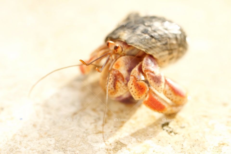 Hermit Crab in St. Martin