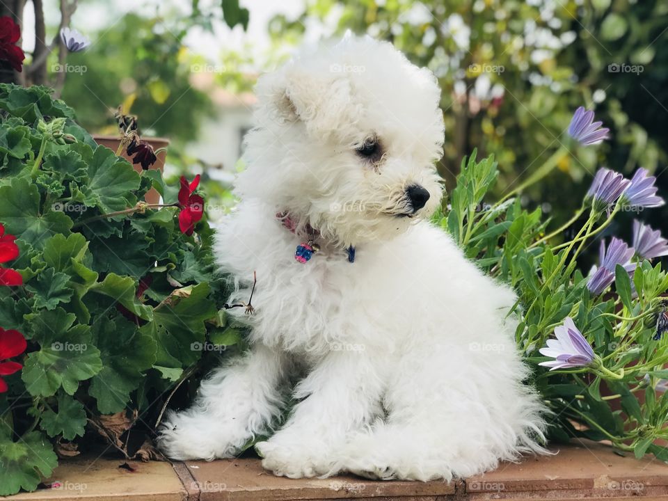 Furry puppy sitting in flower garden taking in his setting. Bichon baby amidst spring flowers. 