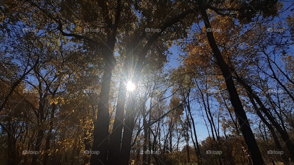 Woodland Light