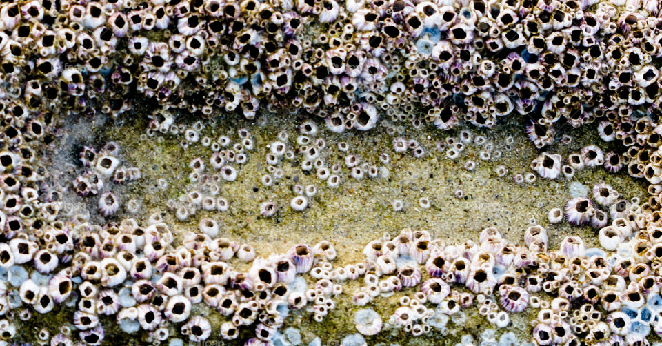 Barnacles on a brick