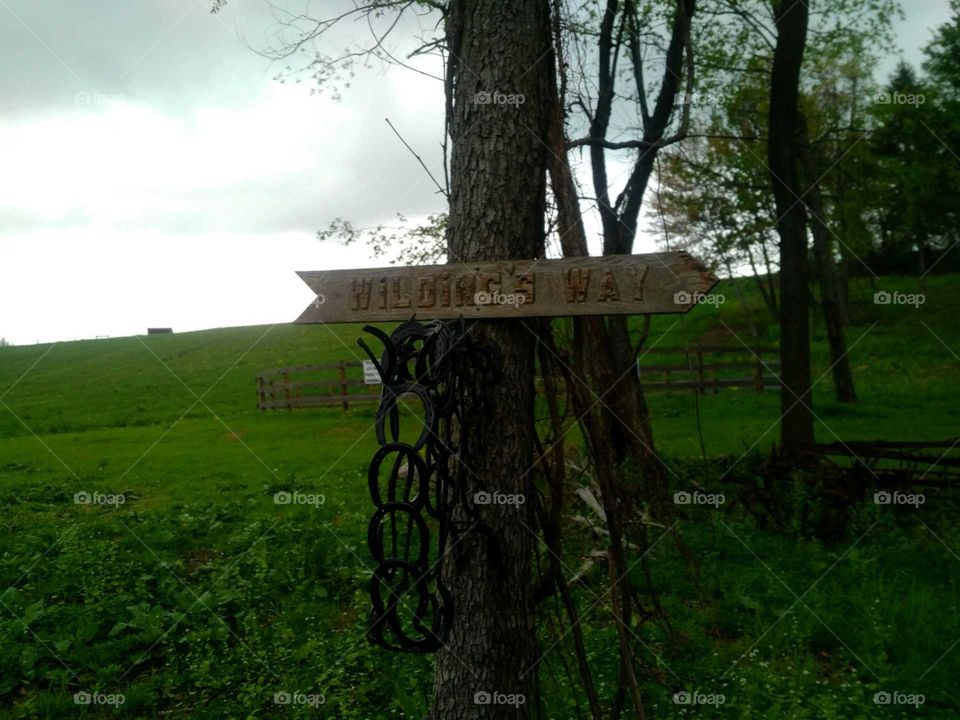 Tree, Landscape, Wood, Grass, Nature