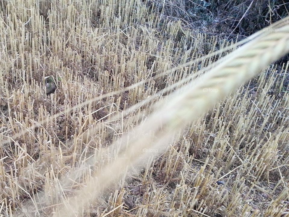 freshly cut field of wheat