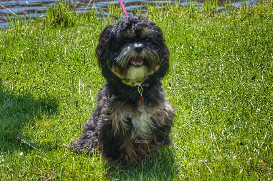 Dog on Fresh Spring Grass