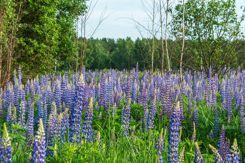 Blue lupins in the countryside