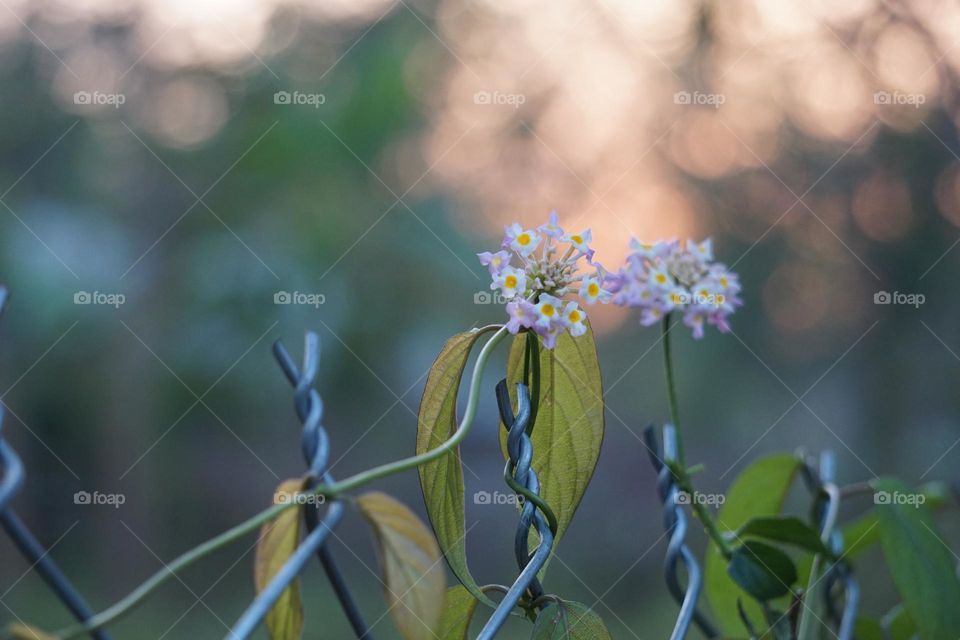 Beautiful flowers