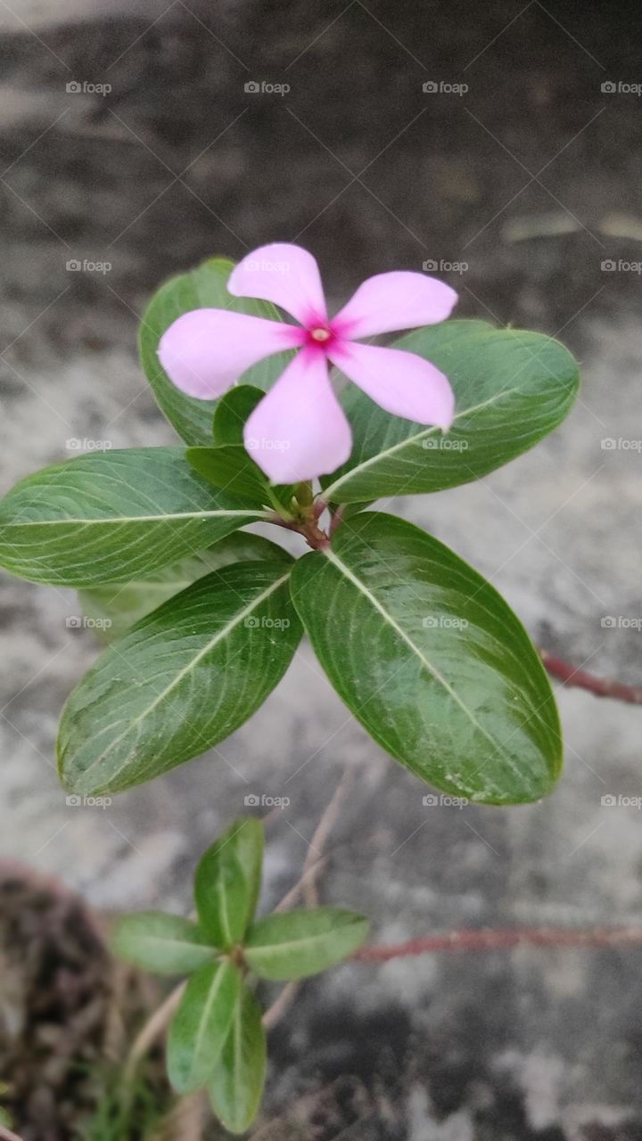 The scientific name of Nayantara is Catharanthus Roseus and it is from the family Apocynaceae. It is a beautiful flower and its leaves are vibrant green. The English common name of this plant is Rose Periwinkle, Old-Maid or Madagascar Periwinkle.