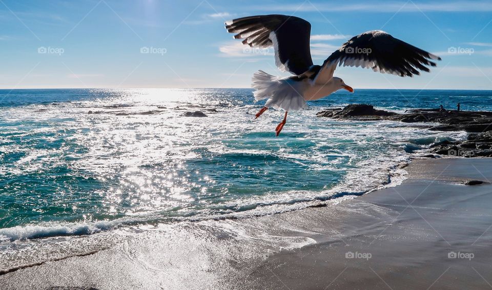 Seagull is flying on the ocean beach 