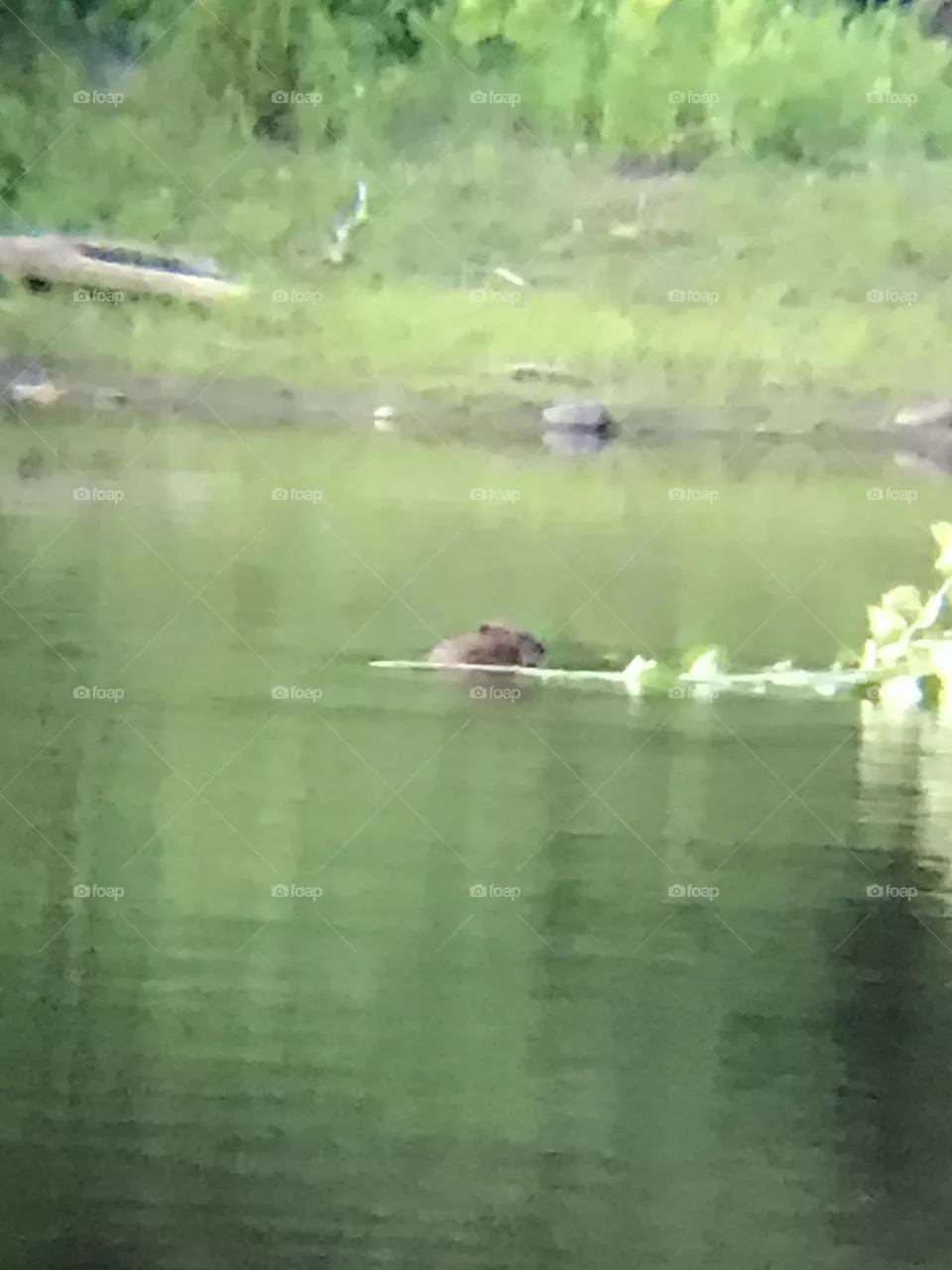 Beaver