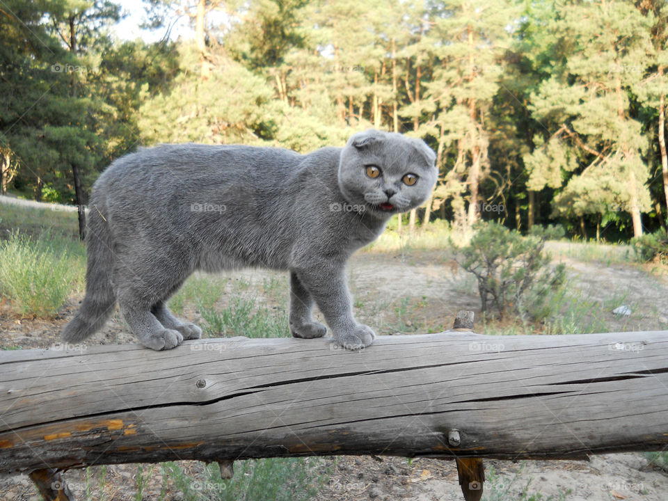 Close-up of cat on tree trunk