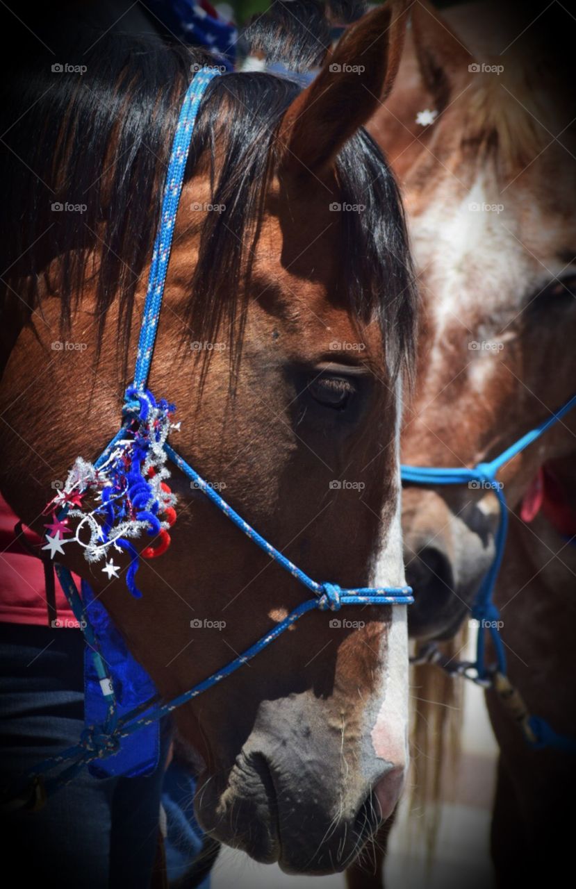 Portrait of a horse in a parade