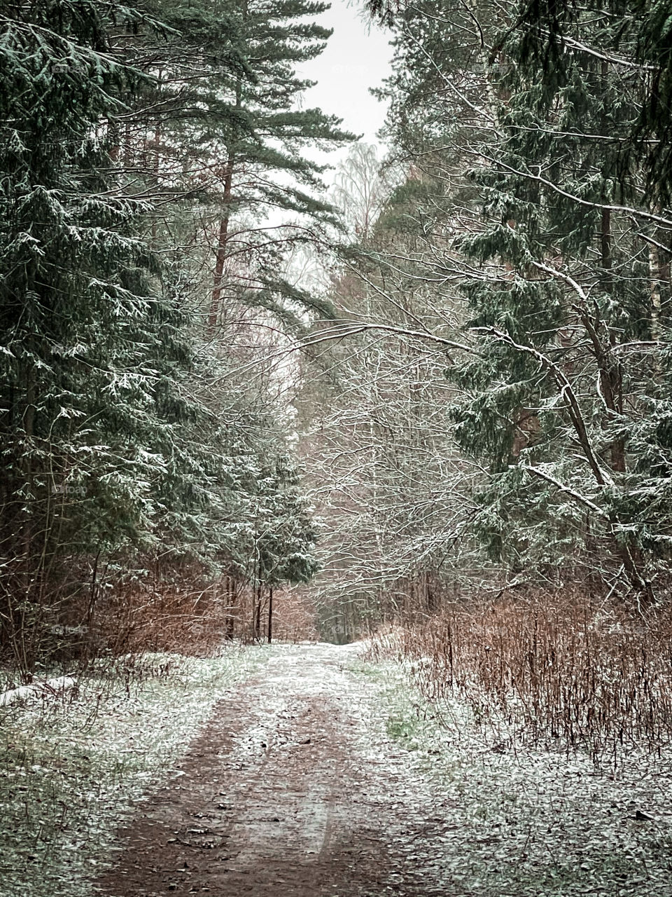 Winter landscape with forest in cloudy December day 