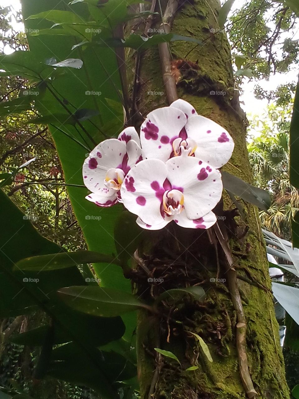 Speckled orchid adhering to a tree.