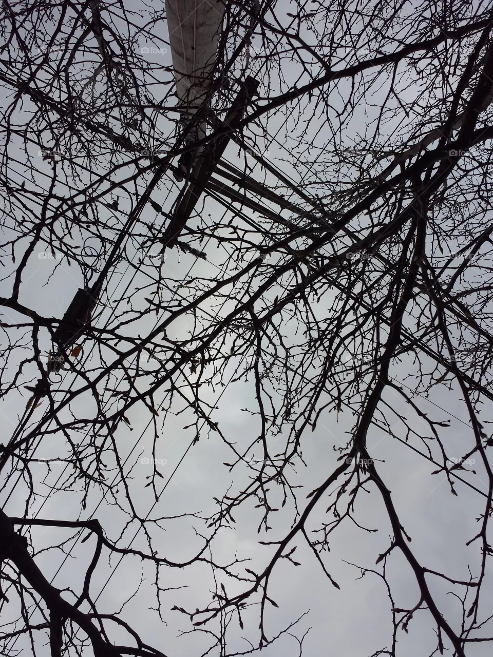 trees vs powerlines