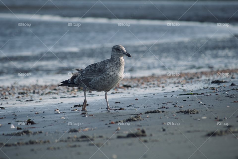 Seagull at the beach