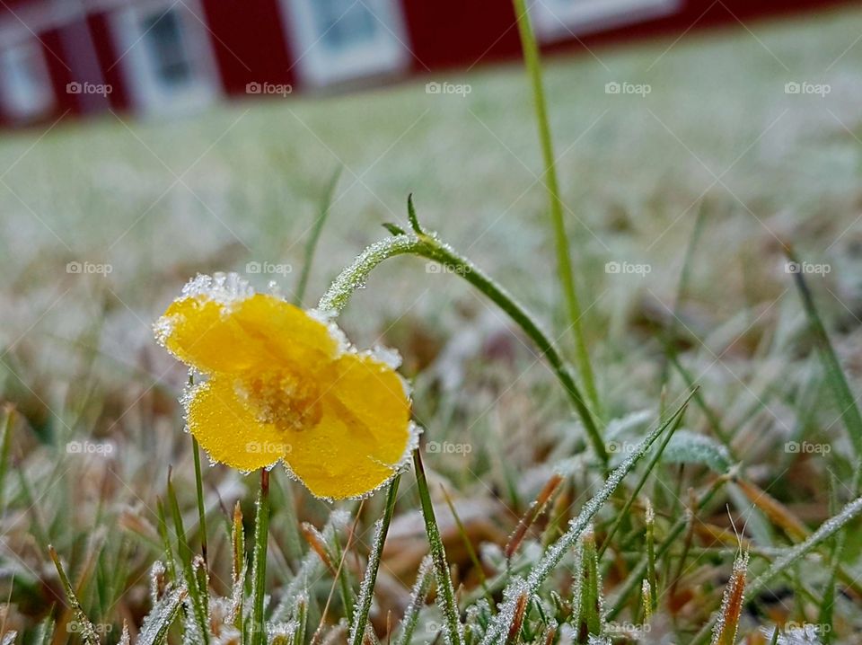 Frozen butter flower